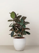 Dracaena Warneckii